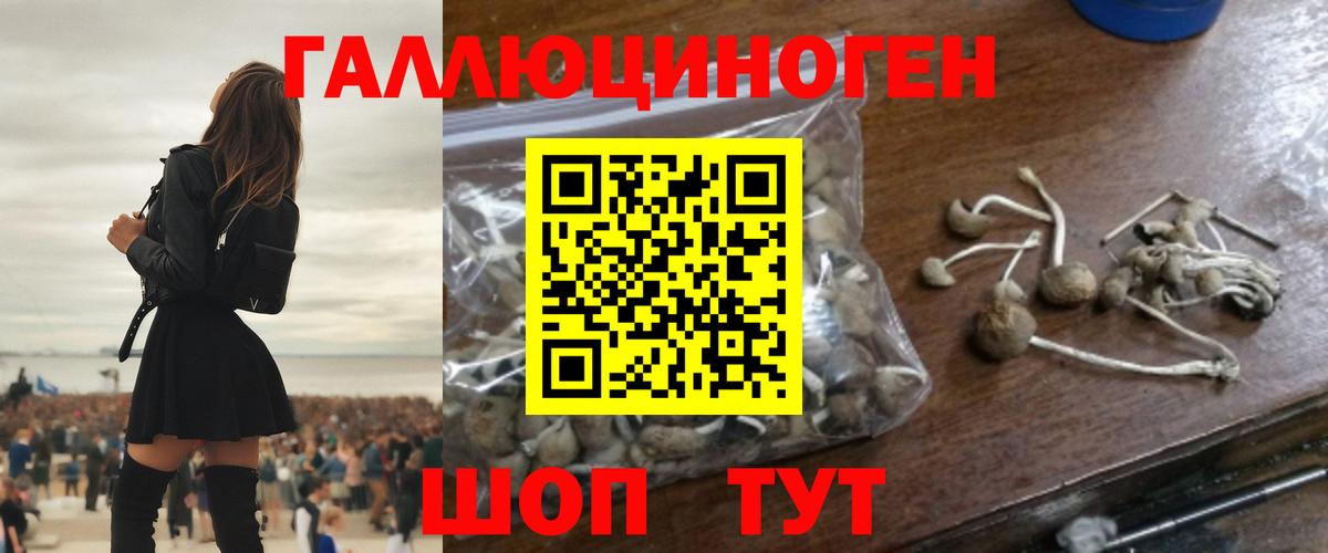 где можно купить наркотик  Псилоцибиновые грибы GOLDEN TEACHER  Галлюциногенные грибы Psilocybe  Вход с VPN  Приморско-Ахтарск 